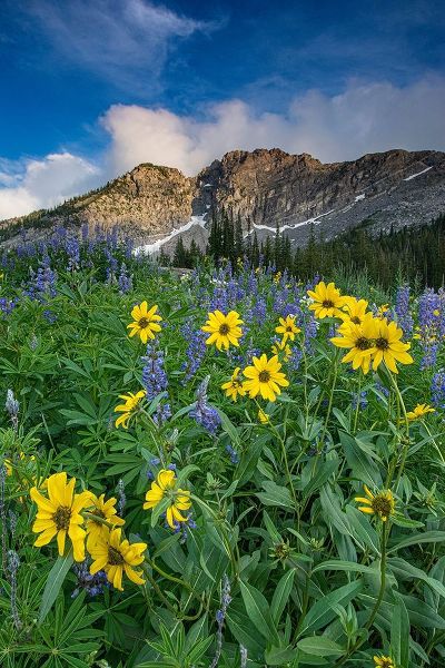 Arnica and lupine-Devils Castle-Albion Basin-Alta Ski Resort Wasatch Mountains